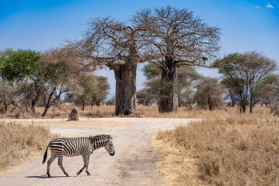 Zebra crossing – Tanzania